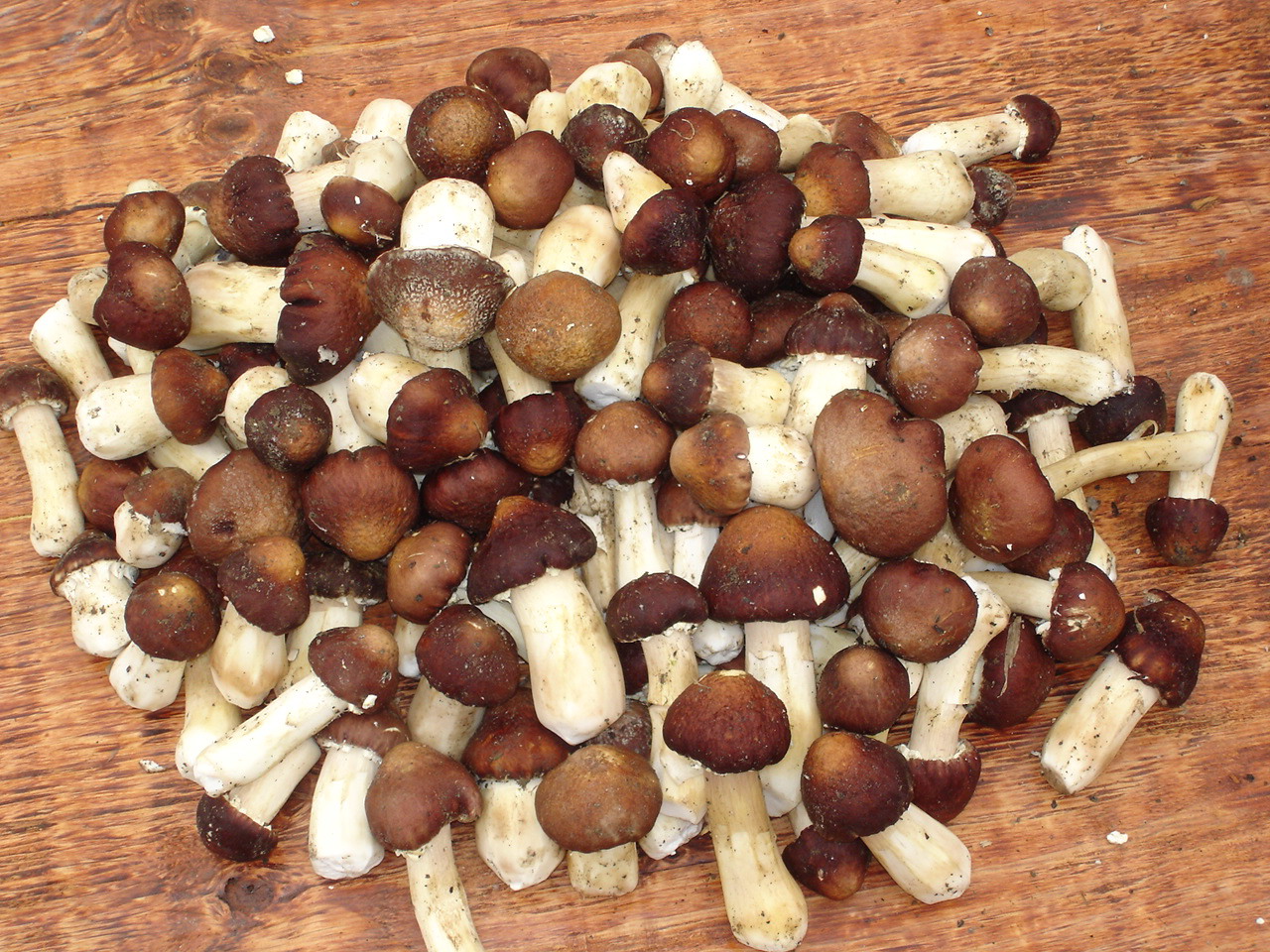 草菇分級標(biāo)準(zhǔn)